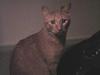 Blanding af racer Bamse (R.I.P)