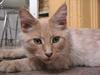 Maine Coon Bossen