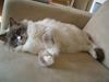 Ragdoll Charlie