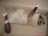 Ragdoll Cirkeline
