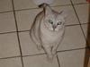 Burmilla Thamakan Silver Wesley