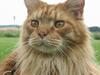 Maine Coon BALDER
