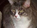 Maine Coon JOEY *død 29-07-2011*