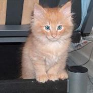 Norsk Skovkat Baltazar