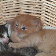 Norsk Skovkat Baltazar