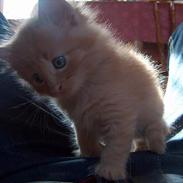 Norsk Skovkat Baltazar