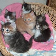 Norsk Skovkat Baltazar