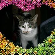 Blanding af racer Madonna