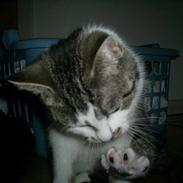 Blanding af racer Madonna