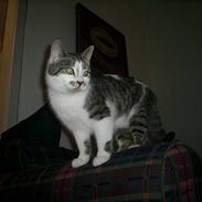 Blanding af racer Madonna