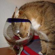 Blanding af racer Nala