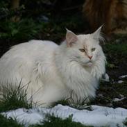 Maine Coon GIC Bright Star