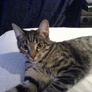 Blanding af racer Bøllemis