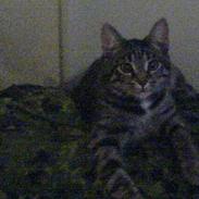 Blanding af racer Bøllemis