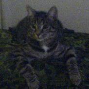 Blanding af racer Bøllemis