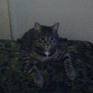 Blanding af racer Bøllemis