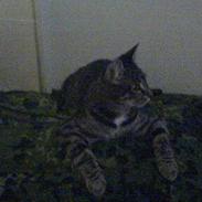 Blanding af racer Bøllemis