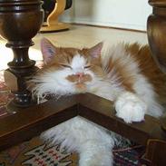 Blanding af racer Mads