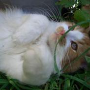 Blanding af racer Mads