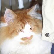 Blanding af racer Mads