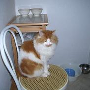 Blanding af racer Mads