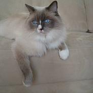 Ragdoll Charlie