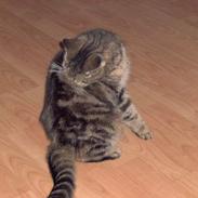 Blanding af racer Fru Jensen/ Lillemis