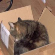 Blanding af racer Fru Jensen/ Lillemis