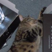 Blanding af racer Fru Jensen/ Lillemis