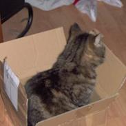 Blanding af racer Fru Jensen/ Lillemis