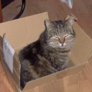 Blanding af racer Fru Jensen/ Lillemis