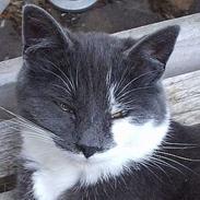 Blanding af racer Carsten