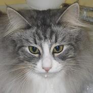 Norsk Skovkat Fluffy