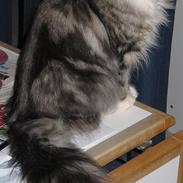 Norsk Skovkat Fluffy