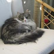 Norsk Skovkat Fluffy