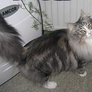 Norsk Skovkat Fluffy
