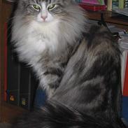 Norsk Skovkat Fluffy