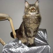 Maine Coon cooncatz dina