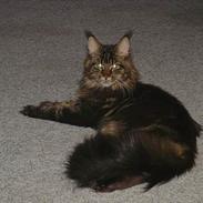 Maine Coon cooncatz dina