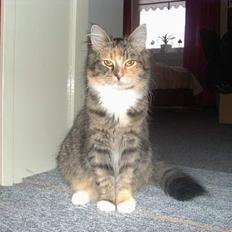 Maine Coon Misseline