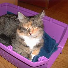 Maine Coon Misseline