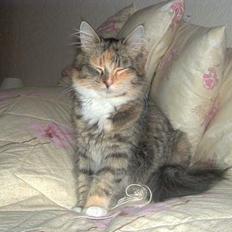 Maine Coon Misseline