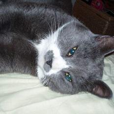 Huskat Hannibal * Væk :( *