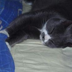 Huskat Hannibal * Væk :( *