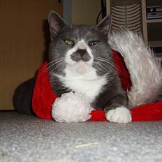 Huskat Hannibal * Væk :( *