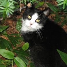 Blanding af racer <3 Adolf <3