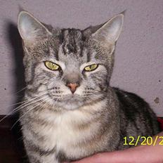 Blanding af racer Missy