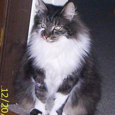 Blanding af racer Pjuske