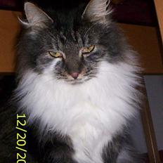 Blanding af racer Pjuske