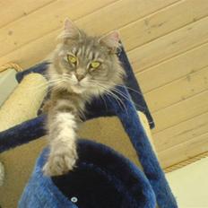 Maine Coon BlueBerry *R.I.P tumling*